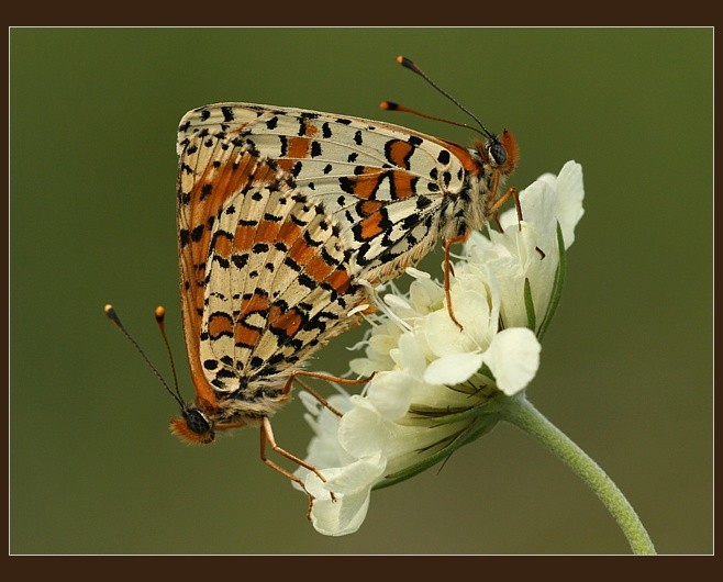 Melitaea didyma