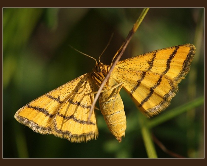 Idaea aureolaria