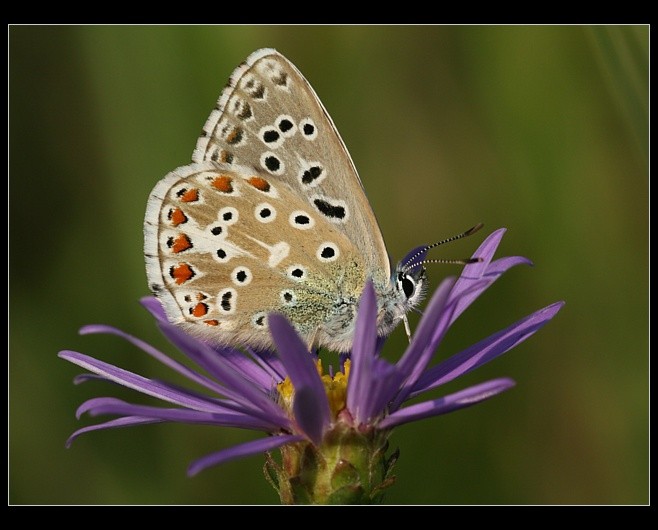 Polyommatus bellargus